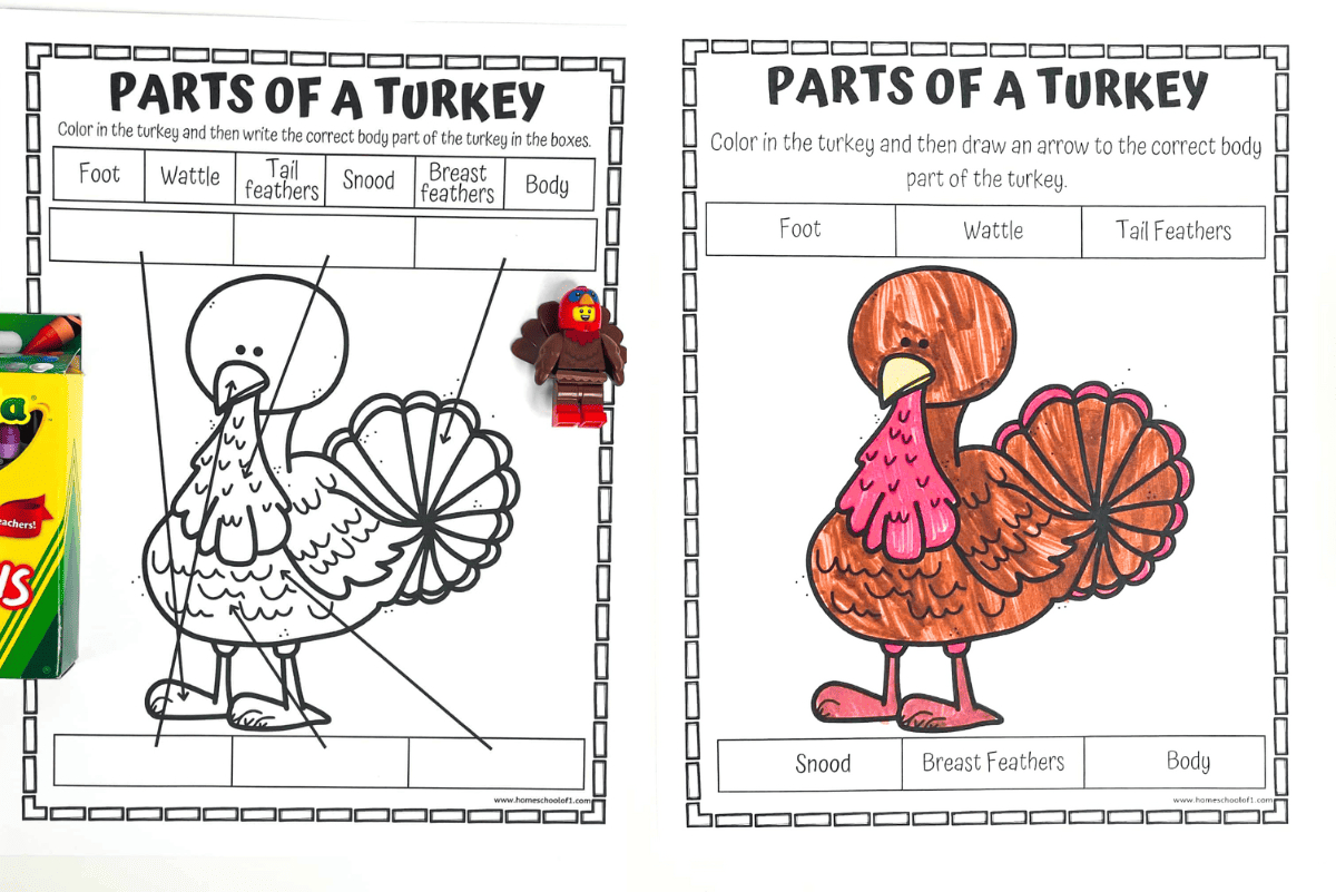Free Parts Of A Turkey Worksheet pertaining to Printable Parts Of A Turkey