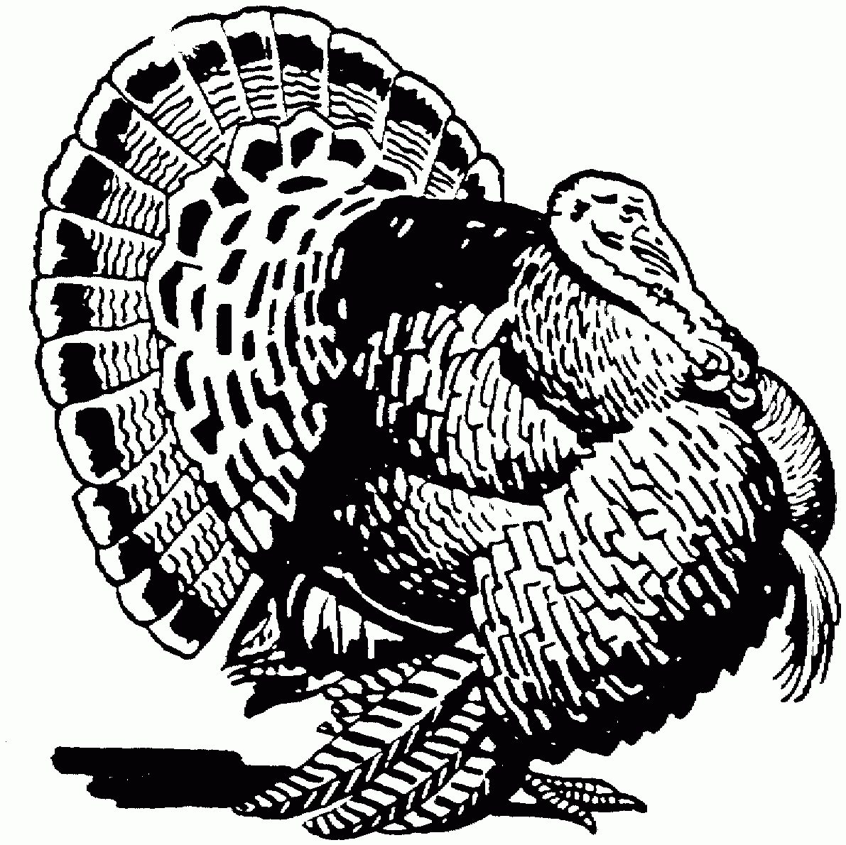 Free Turkey Coloring Pages pertaining to Wild Turkey Coloring Pages Printable