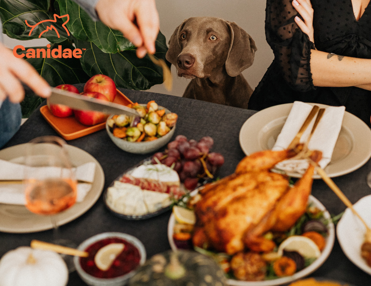 Is Thanksgiving Food Safe For Dogs And Cats? - Canidae in Dog Thanksgiving Menu Templates