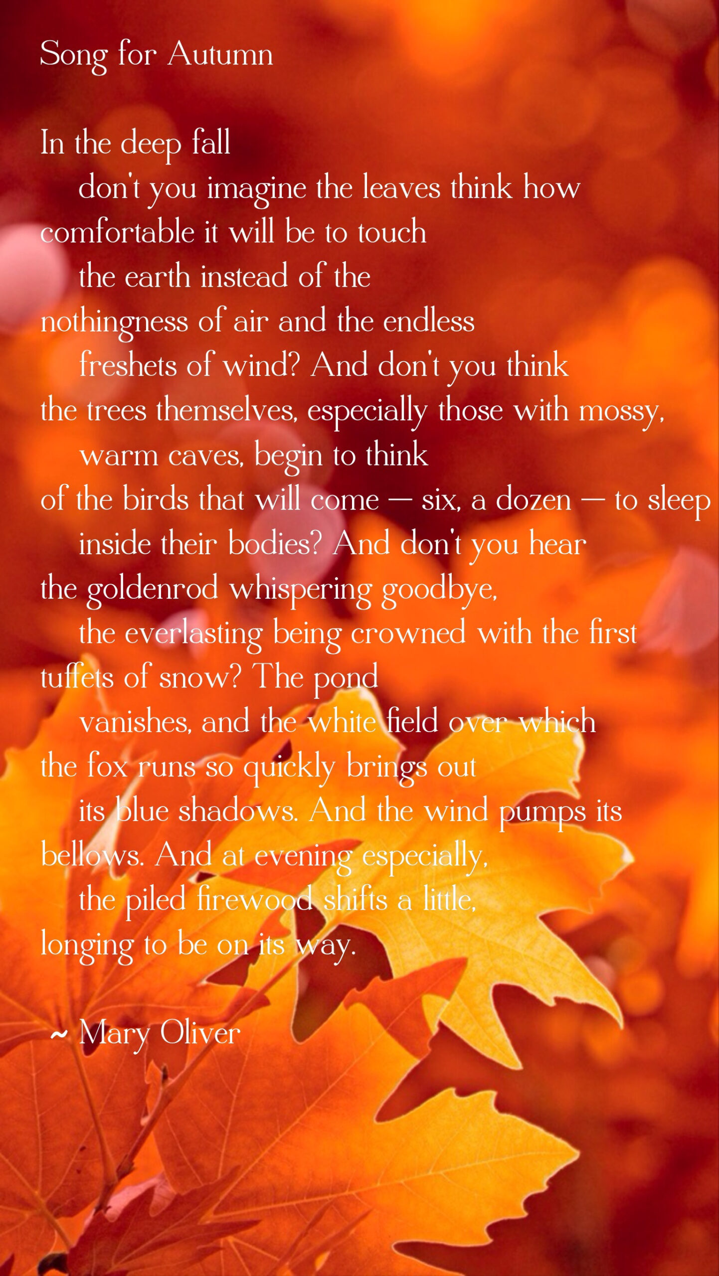 Mary Oliver – We Are All Meant To Shine! for Mary Oliver Thanksgiving Poem