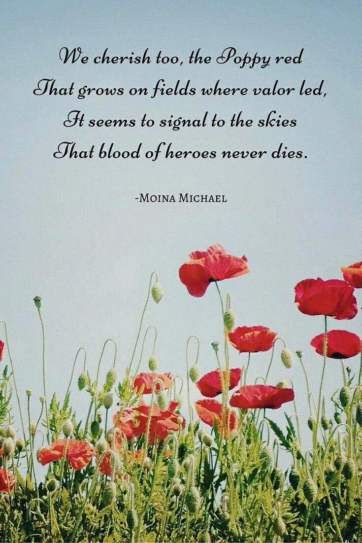 Poppy Red regarding Red Poppy Veterans Day Poem
