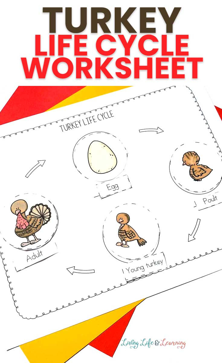 Turkey Life Cycle Free Printable | Free Homeschool Deals © in Free Printable Life Cycle Of A Turkey