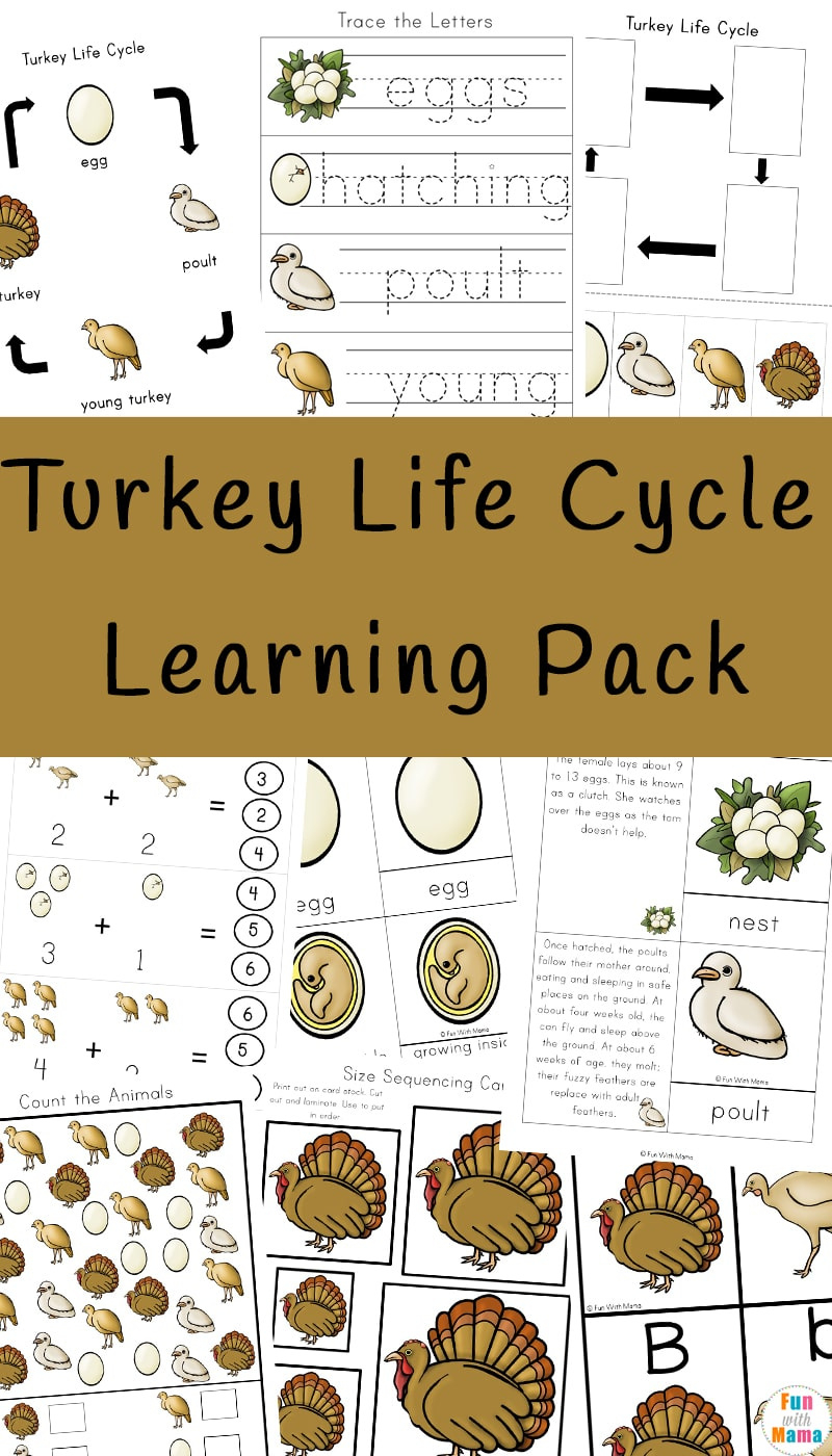 Turkey Life Cycle - Fun With Mama regarding Free Printable Life Cycle of a Turkey