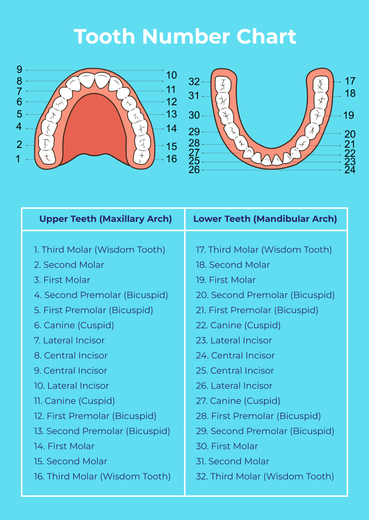 Free Tooth Number Chart Template To Edit Online within Tooth Number Chart Printable