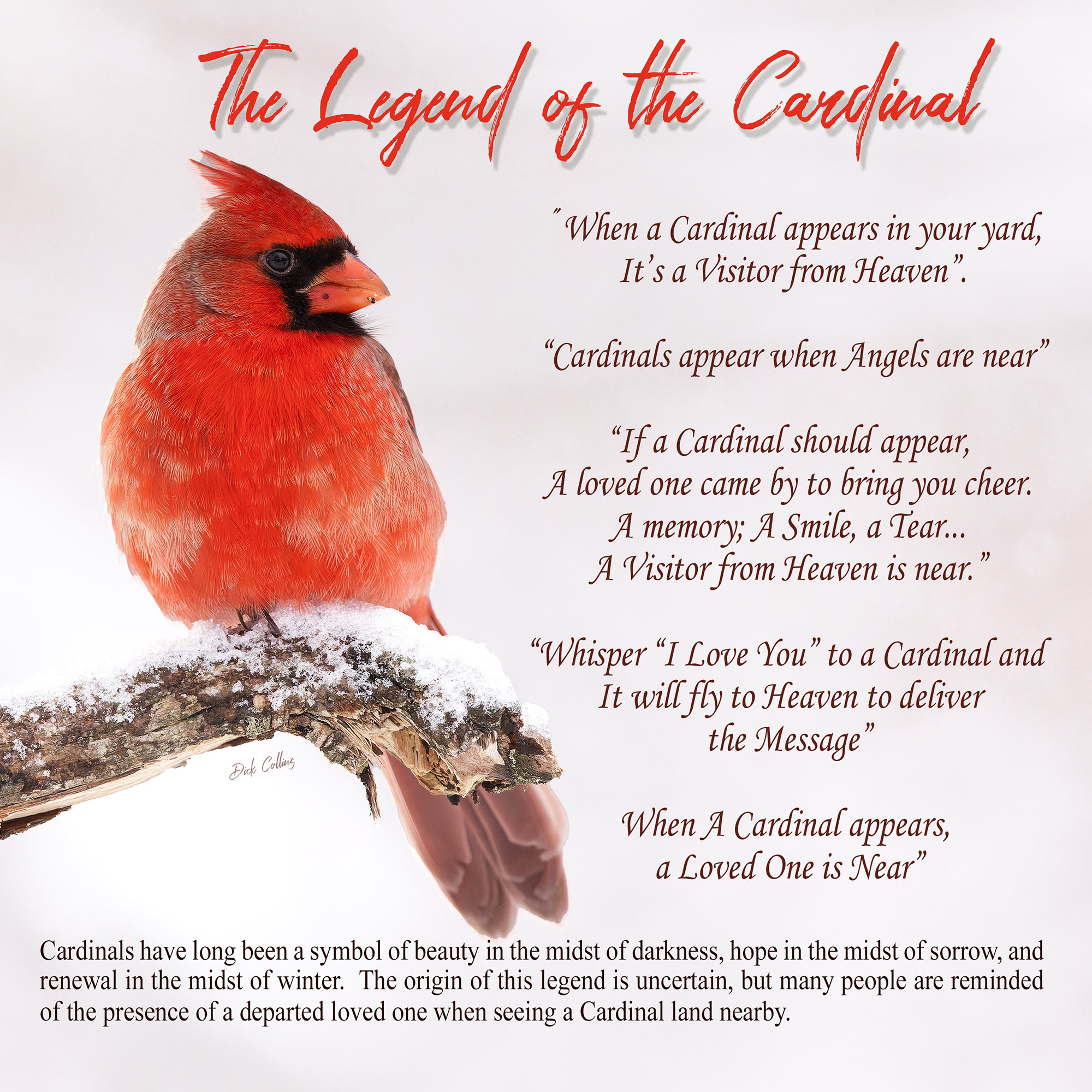 Legend Of Cardinal - Etsy in Free Printable Legend of the Cardinal