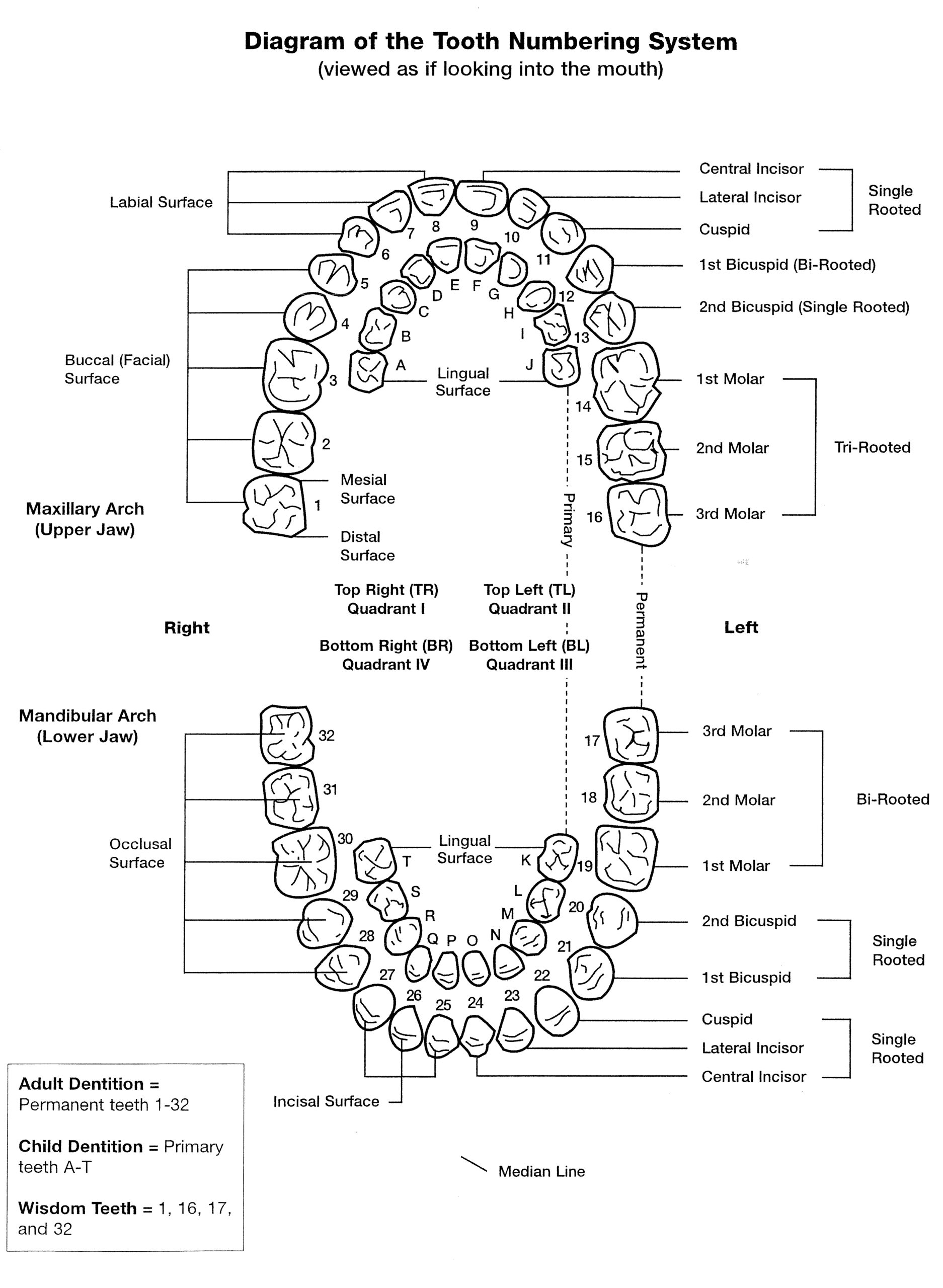 Tooth Numbers And Illustrations | Pi Dental Center in Dental Chart Printable
