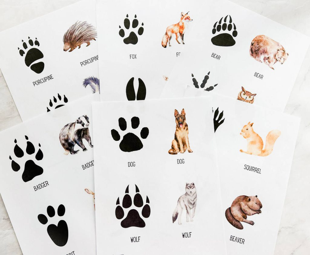 Free Animal Tracks Printable Cards | Nature Activity - Fox Farm Home within Free Printable Animal Tracks