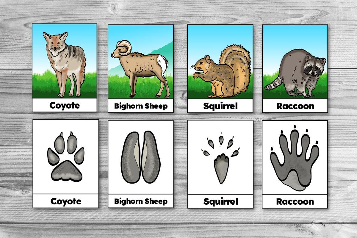 Free Printable Winter Animal Tracks Identification &amp;amp; Matching Cards throughout Animal Tracks Matching Game Printable