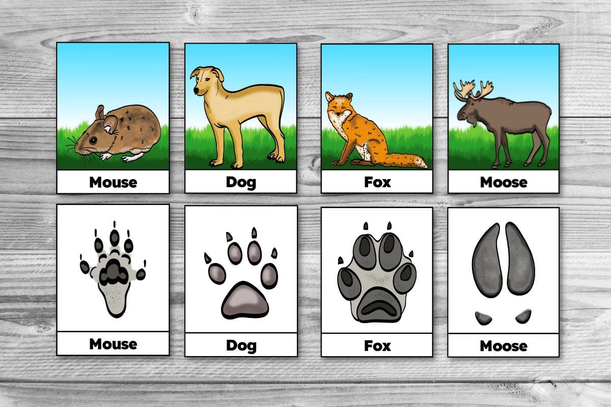 Free Printable Winter Animal Tracks Identification & Matching Cards within Printable Animal Tracks Matching Game