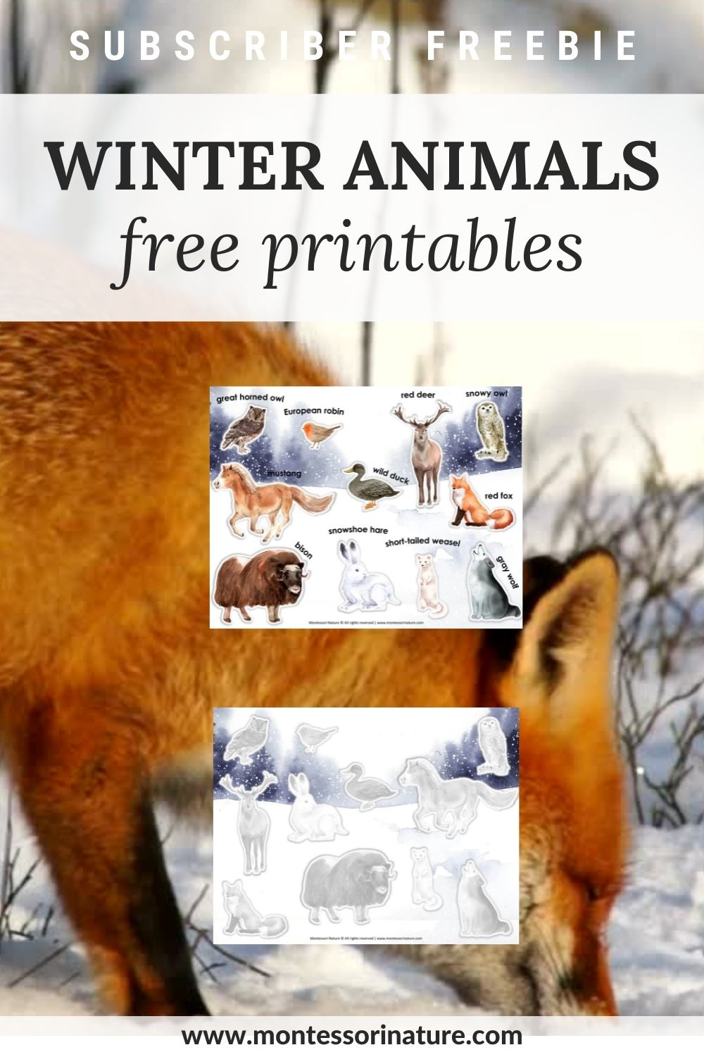 Free Printable - Winter Animals - Montessori Nature throughout Animals in Winter Free Printables