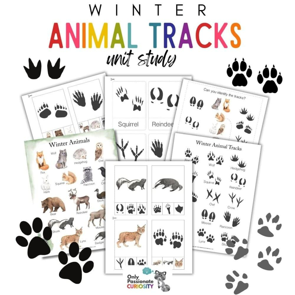 Winter Animal Tracks Unit Study intended for Winter Animal Tracks Printable