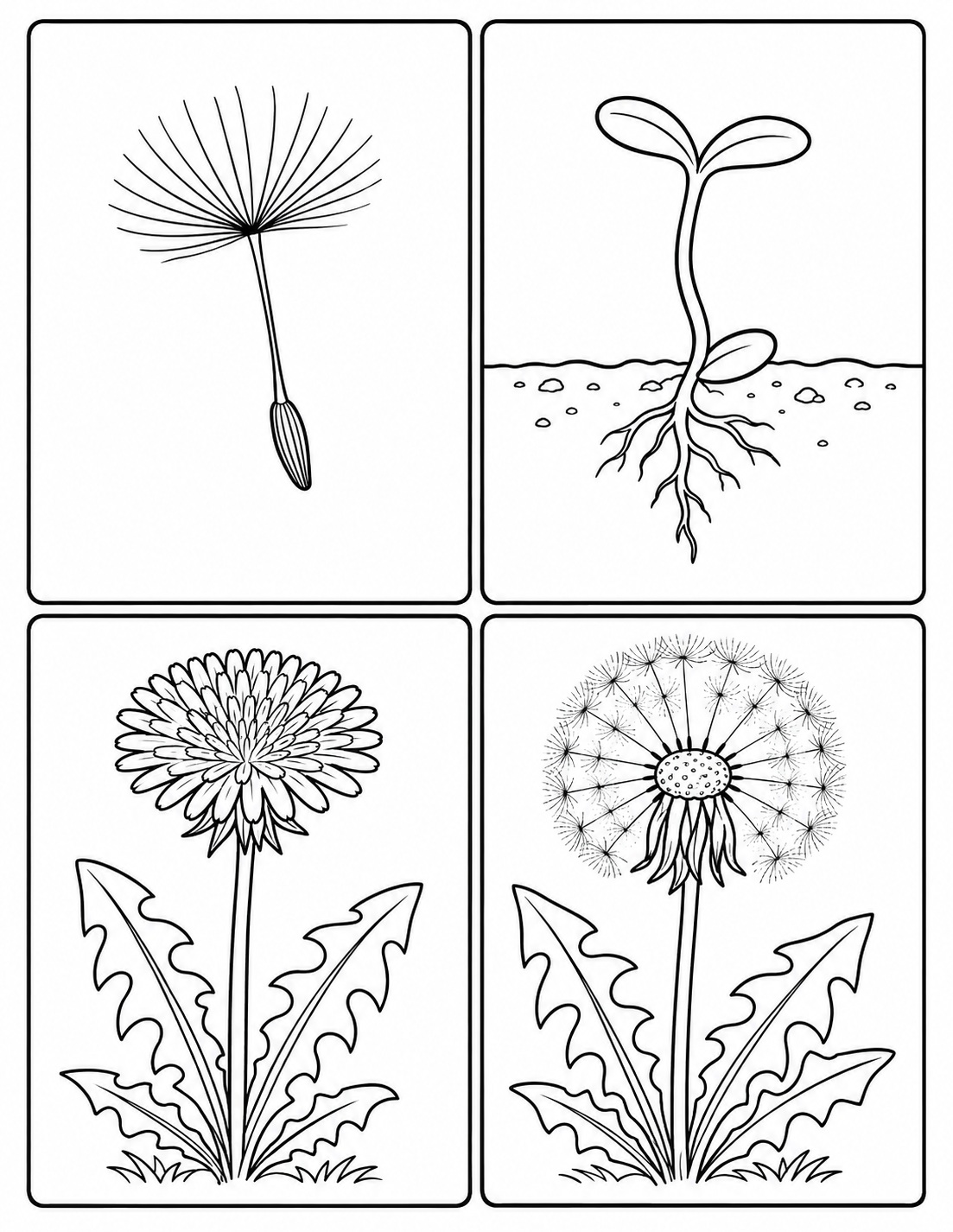 Dandelion lifecycle coloring page